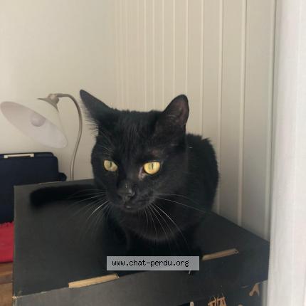 Foto 1/1 Gato encontrado Perdido en Saint jacques de thouars