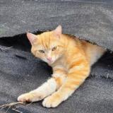 Foto del gato perdido en Epinay Sur Seine