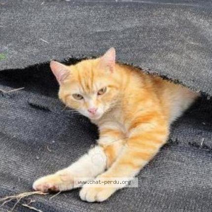 Foto 1/1 Happy Chat perdido en Epinay sur seine