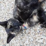 Foto del gato perdido en Saint Gervais