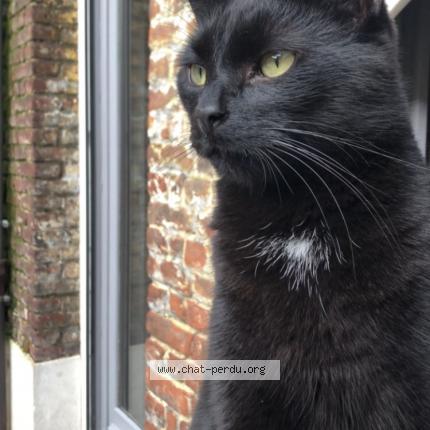 Foto 1/1 Floki Chat perdido en Aire sur la lys