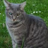 Foto del gato perdido en Ruesnes