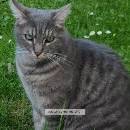 Foto 1/1 Oslo Chat perdido en Ruesnes