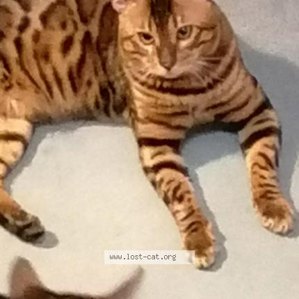 Foto 1/1 Tiggy Chat perdido en London