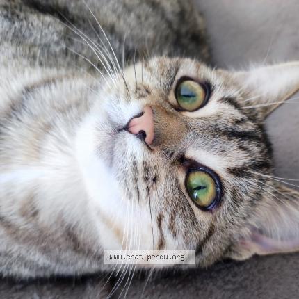 Foto 1/1 Zoé Chat perdido en Visseiche