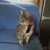 Foto del gato perdido en Beynat