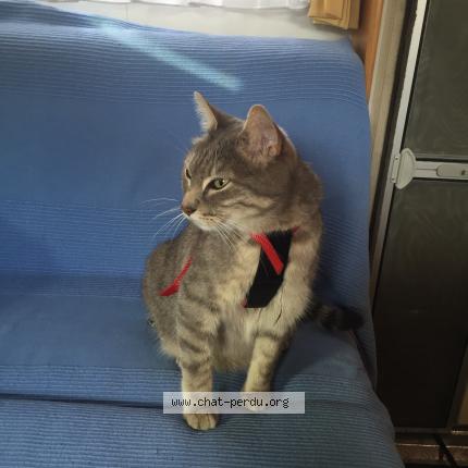 Foto 1/1 Elou Chat perdido en Beynat