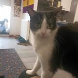 Foto del gato perdido en Perpezac Le Noir