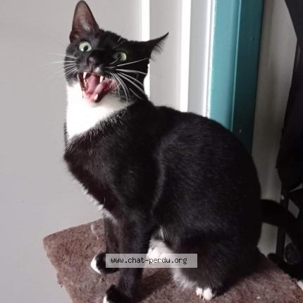 Foto 1/1 Diego Chat perdido en Val de reuil