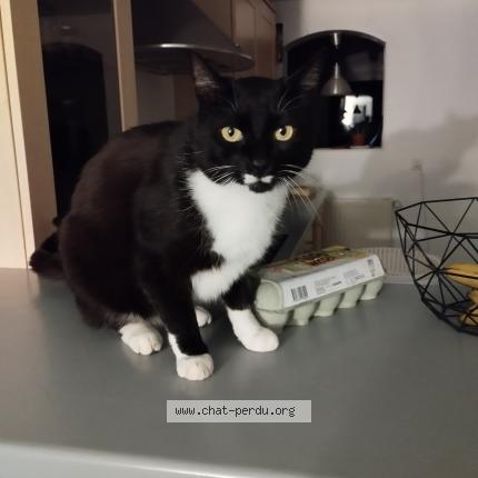 Foto 1/1 Yucca Chat perdido en Champcella