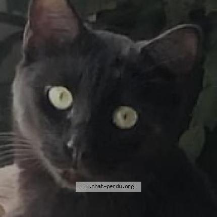 Foto 1/1 H&eacute;lios Chat perdido en Talmont saint hilaire