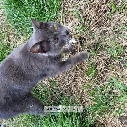 Foto 1/1 Mirosha Chat perdido en Wiltz