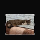 Foto del gato perdido en Estouteville Ecalles