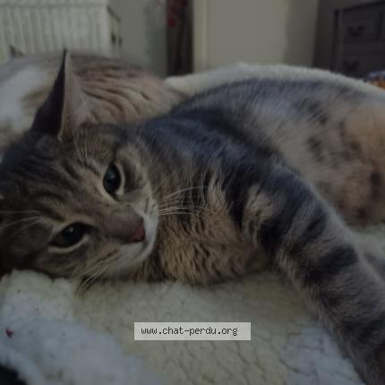 Foto 1/1 Tigrette Chat perdido en Angers