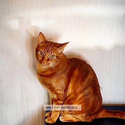 Foto 1/1 Popsy Chat perdido en Pleneuf