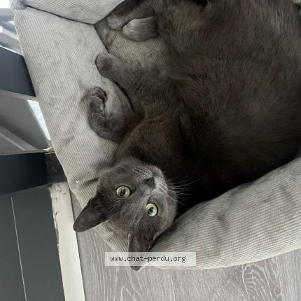 Foto 1/1 Billie Chat perdido en Dourges