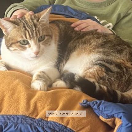 Foto 1/1 MIRZA Chat perdido en Sanary