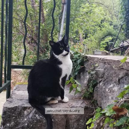 Foto 1/1 Kiko Chat perdido en Route departementale 32 m2565