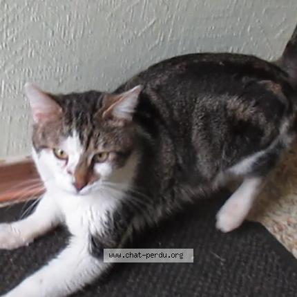 Foto 1/1 MAX Chat perdido en Munster