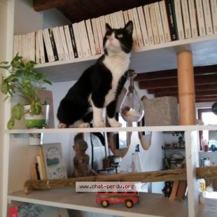 Foto 1/2 INCA Chat perdido en Gardonne nouvelle aquitaine