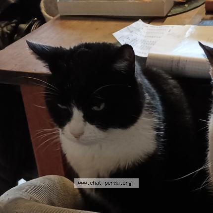 Foto 2/2 INCA Chat perdido en Gardonne nouvelle aquitaine