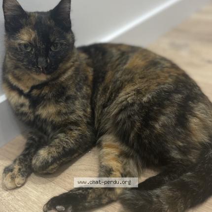 Foto 1/1 Moutarde Chat perdido en Villenave d ornon