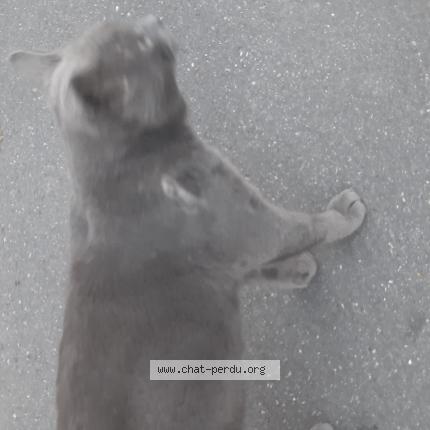 Foto 1/1 Gato encontrado Encontrado en Toulouse