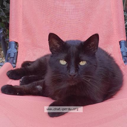 Foto 1/1 Gato encontrado Perdido en Baillargues
