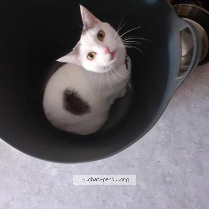 Foto 1/1 Isis Chat perdido en Saumur