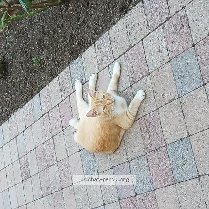 Foto 1/1 Topaz Chat perdido en Saint doulchard
