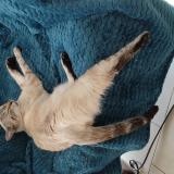 Foto del gato perdido en Thonon Les Bains