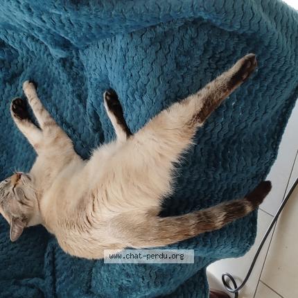 Foto 1/1 Pepper Chat perdido en Thonon les bains