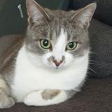 Foto del gato perdido en Troues