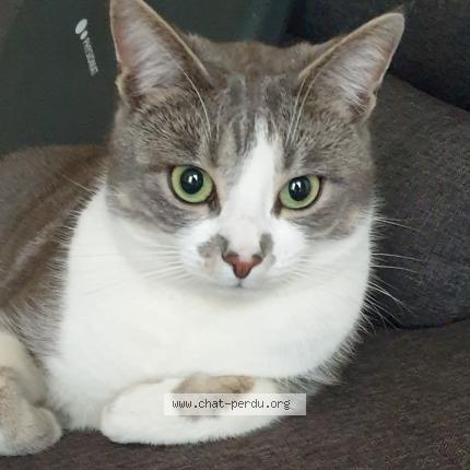 Foto 1/3 Mimi Chat perdido en Troues