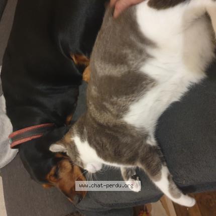 Foto 2/3 Mimi Chat perdido en Troues