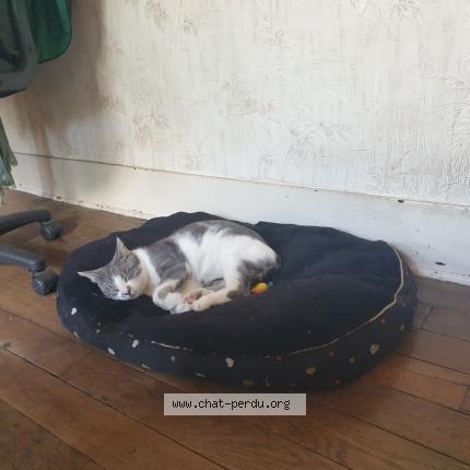 Foto 3/3 Mimi Chat perdido en Troues
