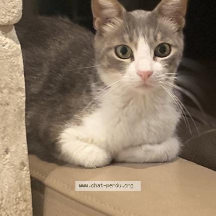 Foto 1/1 Bambi Chat perdido en L isle sur la sorgue