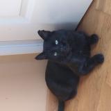 Foto del gato perdido en Clairvaux Les Lacs