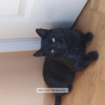 Foto 1/1 Cooky Chat perdido en Clairvaux les lacs