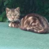 Foto de gato encontrado en Savigny Sur Orge