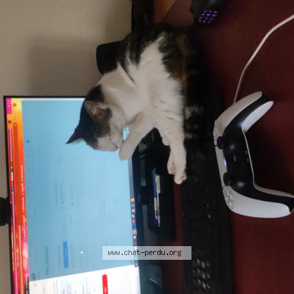 Foto 1/1 Titoute Chat perdido en Remiremont