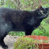 Foto del gato perdido en Serres