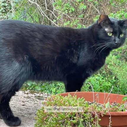 Foto 1/1 Gato encontrado Perdido en Serres