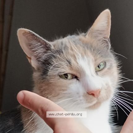Foto 1/1 CHARMANTE Chat perdido en Vibraye