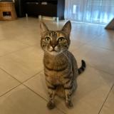 Foto del gato perdido en Oissery