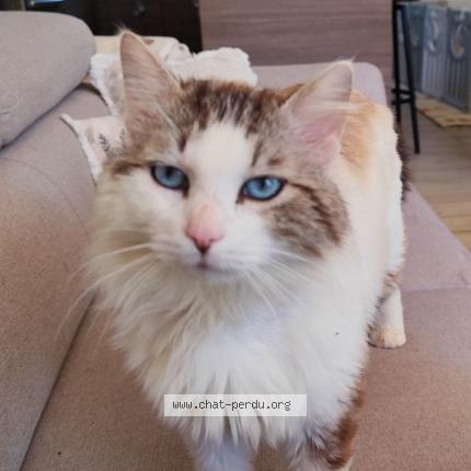 Foto 1/1 Sorbonne Chat perdido en Lodes