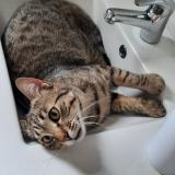 Foto del gato perdido en Bernos Beaulac