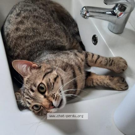 Foto 1/3 Tetsuo Chat perdido en Bernos beaulac