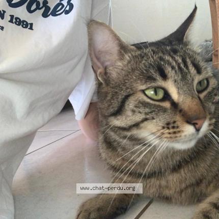 Foto 2/3 Tetsuo Chat perdido en Bernos beaulac