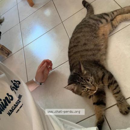 Foto 3/3 Tetsuo Chat perdido en Bernos beaulac
